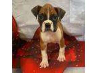 Boxer Puppy for sale in Methuen, MA, USA