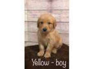 Golden Retriever Puppy for sale in Cedar Rapids, IA, USA