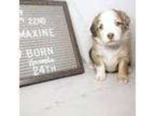 Miniature Australian Shepherd Puppy for sale in Decatur, IL, USA