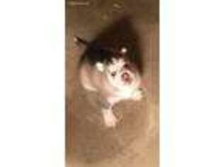 Siberian Husky Puppy for sale in Miller, NE, USA