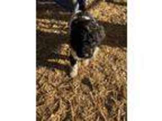 Labradoodle Puppy for sale in White Bird, ID, USA