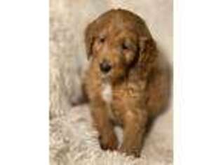Goldendoodle Puppy for sale in Flossmoor, IL, USA