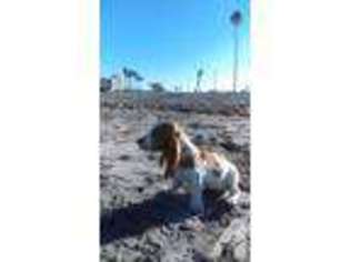 Basset Hound Puppy for sale in OCEANSIDE, CA, USA