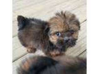 Shorkie Tzu Puppy for sale in Herrin, IL, USA