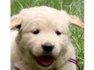 Golden Retriever Puppy for sale in BOONE, NC, USA