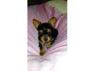 Yorkshire Terrier Puppy for sale in CLEVELAND, TN, USA