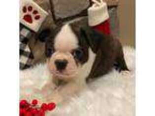 Boston Terrier Puppy for sale in Riverhead, NY, USA