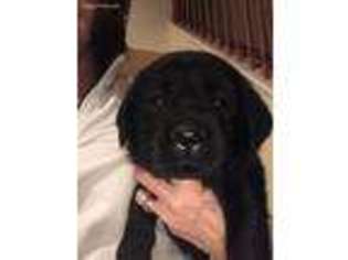 Labrador Retriever Puppy for sale in Chesterfield, VA, USA