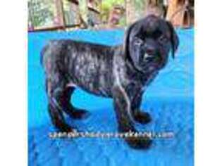 Mastiff Puppy for sale in Cabool, MO, USA