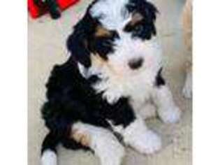 Mutt Puppy for sale in Madison, IN, USA