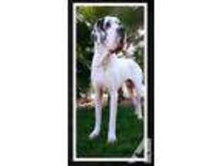 Great Dane Puppy for sale in NORTH LAS VEGAS, NV, USA