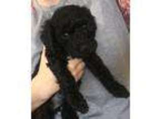 Goldendoodle Puppy for sale in Wilmington, NC, USA