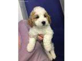 Goldendoodle Puppy for sale in Gurnee, IL, USA