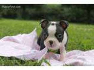 Boston Terrier Puppy for sale in Ireton, IA, USA