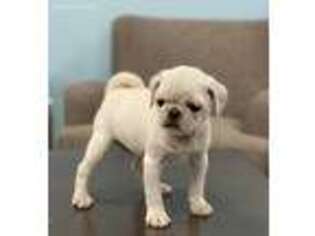 Pug Puppy for sale in Lawrenceville, GA, USA