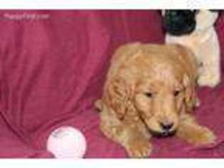 Goldendoodle Puppy for sale in Pine Grove, PA, USA
