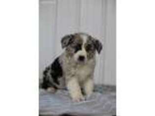 Australian Shepherd Puppy for sale in Baltic, OH, USA