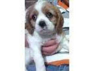 Cavalier King Charles Spaniel Puppy for sale in Rushville, NY, USA