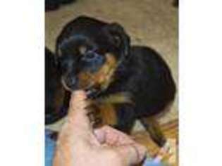 Rottweiler Puppy for sale in DULUTH, MN, USA