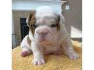 Bulldog Puppy for sale in Tipp City, OH, USA