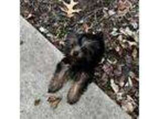 Yorkshire Terrier Puppy for sale in Peoria, IL, USA
