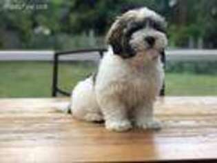 Havanese Puppy for sale in Kent, WA, USA