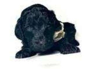 Goldendoodle Puppy for sale in Buffalo, NY, USA
