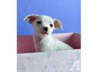 Chihuahua Puppy for sale in SPOKANE, WA, USA