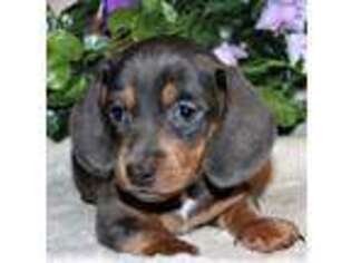 Dachshund Puppy for sale in Moffat, CO, USA