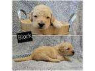 Goldendoodle Puppy for sale in Boones Mill, VA, USA