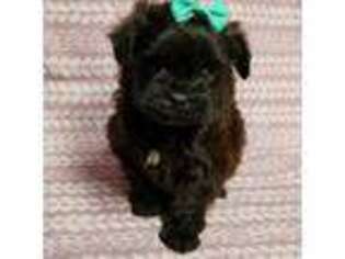 Shih-Poo Puppy for sale in Rock Hill, SC, USA