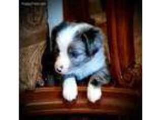 Miniature Australian Shepherd Puppy for sale in Lecanto, FL, USA