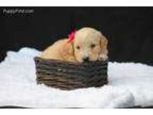 Goldendoodle Puppy for sale in Montezuma, GA, USA