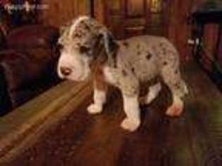 Great Dane Puppy for sale in Flint, TX, USA