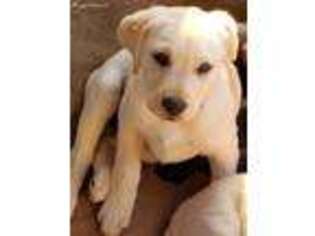 Labrador Retriever Puppy for sale in Anza, CA, USA