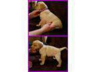 Labrador Retriever Puppy for sale in Richfield Springs, NY, USA