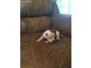 American Bulldog Puppy for sale in Porterville, MS, USA