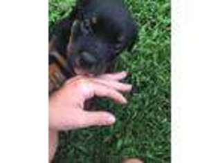 Rottweiler Puppy for sale in Troutman, NC, USA