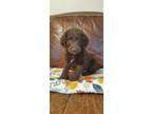Goldendoodle Puppy for sale in Winder, GA, USA
