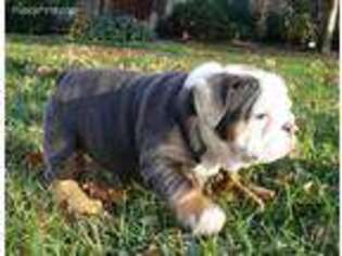 Bulldog Puppy for sale in West Alexandria, OH, USA