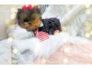 Yorkshire Terrier Puppy for sale in Radford, VA, USA