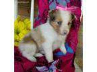 Shetland Sheepdog Puppy for sale in New Haven, IN, USA