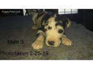 Great Dane Puppy for sale in Boaz, KY, USA