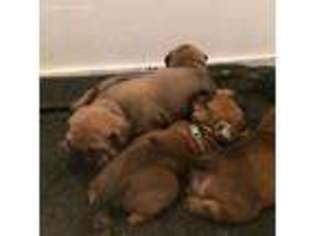 Bullmastiff Puppy for sale in Owensboro, KY, USA