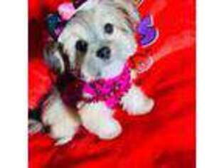 Shorkie Tzu Puppy for sale in Houston, TX, USA