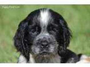 English Springer Spaniel Puppy for sale in Central, SC, USA