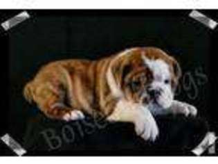 Bulldog Puppy for sale in BOISE, ID, USA