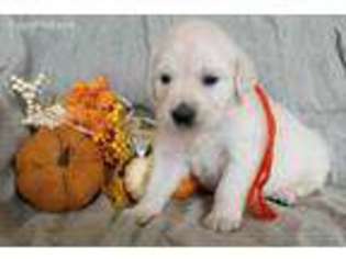 Mutt Puppy for sale in Avon, MT, USA