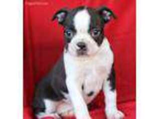 Boston Terrier Puppy for sale in Culpeper, VA, USA