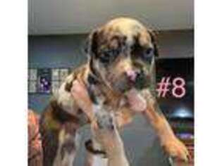 Mutt Puppy for sale in Salem, IL, USA